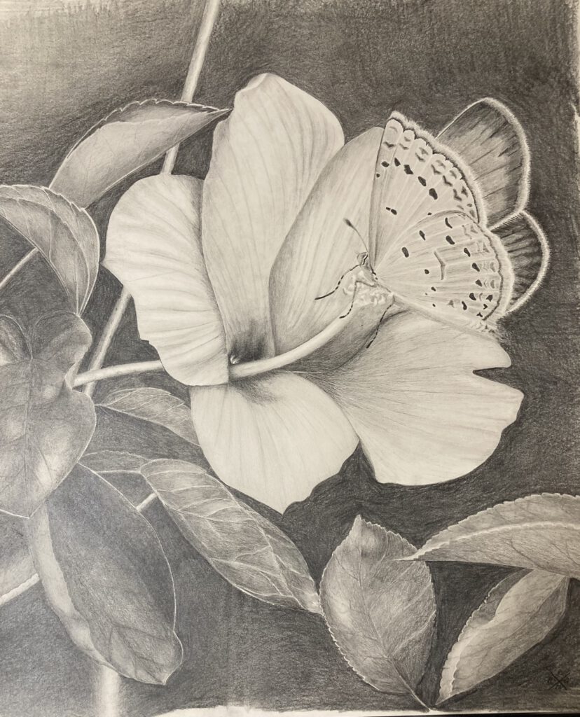 Butterlfly, graphite, 50x50